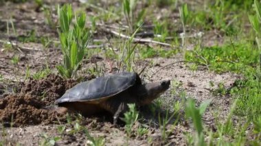  Kapan kaplumbağa. Dişi, yumurtalarını bırakacağı kumlu toprağı bulmak için karada seyahat eder. Çoğu zaman sudan biraz uzaktır. Bir çukur kazdıktan sonra dişi her yıl 25 ila 80 yumurta bırakır.