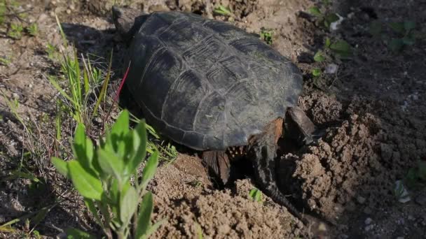 Common Snapping Turtle Female Travel Land Find Sandy Soil Which — Stock Video