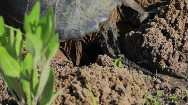 Häufige Schnappschildkröten Weibchen Reisen Über Land Sandigen Boden Finden Dem — Stockvideo