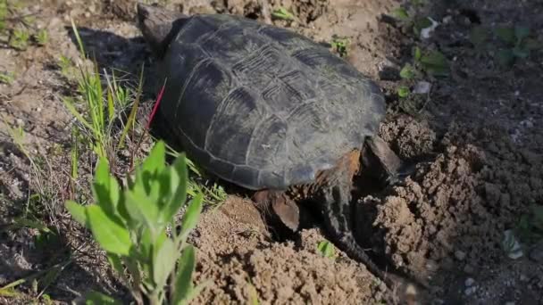 Běžná Ulámaná Želva Samice Putují Zemi Aby Našly Písčitou Půdu — Stock video