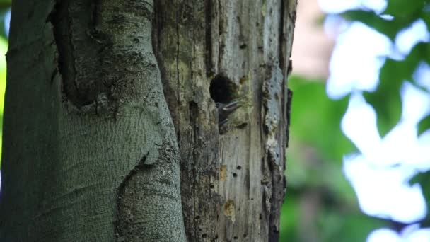 Het Noorderlicht Colaptes Auratus Broedend Wisconsin Noord Amerikaanse Vogel — Stockvideo