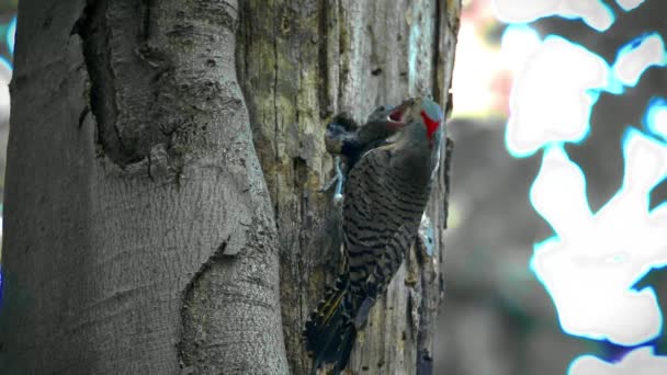 Northern Flicker Colaptes Auratus Hnízdící Wisconsinu North American Bird — Stock video