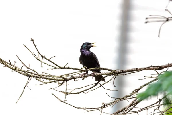 European Starling Sturnus Vulgaris Pássaro Toda Primavera Estorninhos Europeus Nidificam — Fotografia de Stock