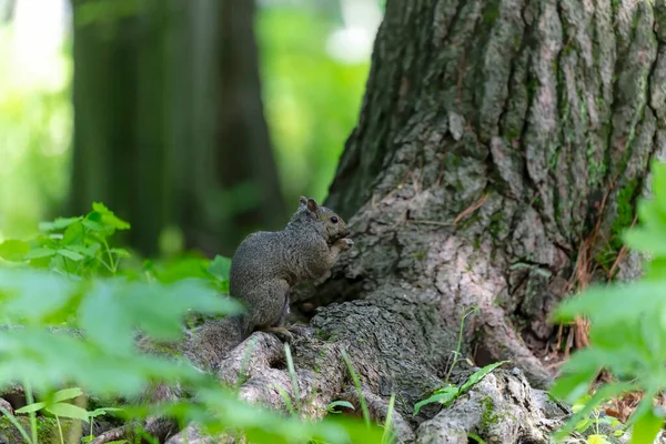 Східна Сіра Білка Sciurus Carolinensis Парку — стокове фото