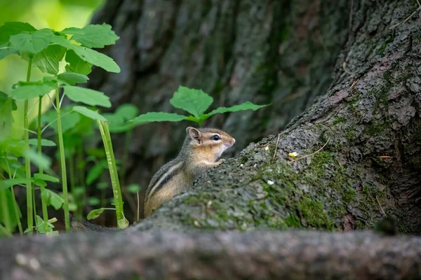 The young eastern chipmunk. Is a chipmunk species found in eastern North America