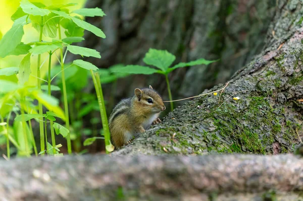 Young Eastern Chipmunk Chipmunk Species Found Eastern North America — Stockfoto