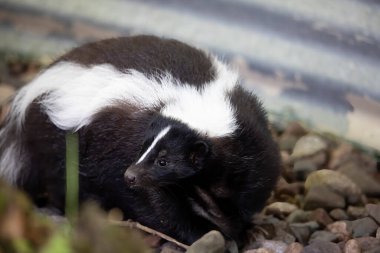 İnsan evinin yakınındaki Çizgili Kokarca (Mephitis mephitis) 