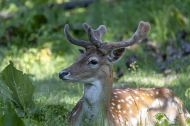 Düşmüş geyik (Dama dama). Kadifede büyüyen boynuzları olan erkek geyik. Parkta yaslanmış bir geyik.