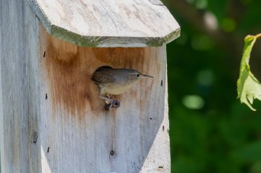  Çalı bülbülü (Trogloditler aedon) yavruları besliyor