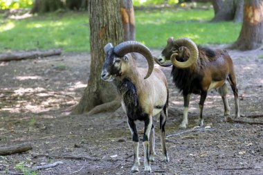 Avrupa muflonu (Ovis orientalis musimon). Erkek mouflon koçbaşı olarak bilinir..