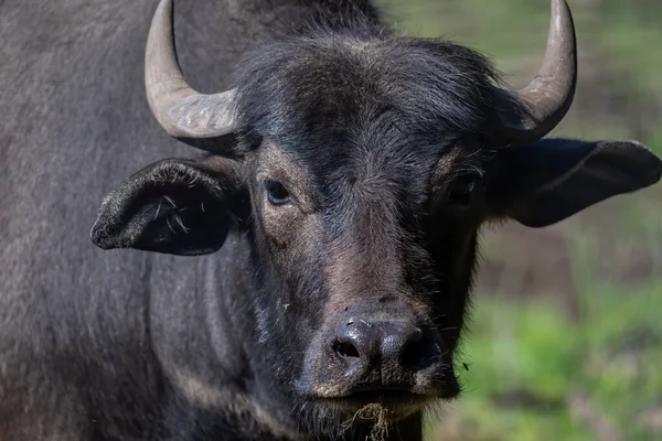 The water buffalo (Bubalus bubalis), also called the domestic water buffalo or Asian water buffalo.