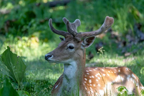 Fallow Deer Dama Dama Male Fallow Deer Growing Antlers Velvet — Stockfoto