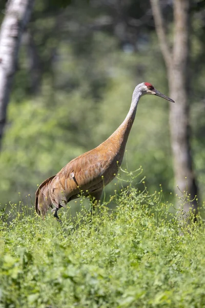 Grulla Arenisca Antigone Canadensis Bosque — Foto de Stock