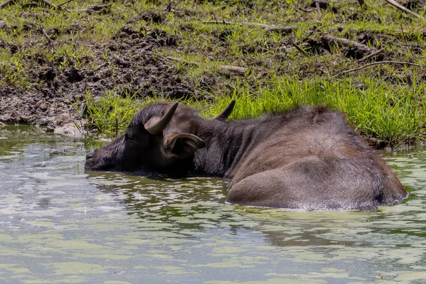 The water buffalo (Bubalus bubalis), also called the domestic water buffalo or Asian water buffalo.