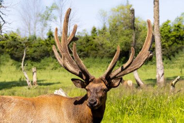 Geyik (Cervus canadensis), ayrıca wapiti olarak da bilinir, büyük bir geyik - kadife boynuzlu wapiti