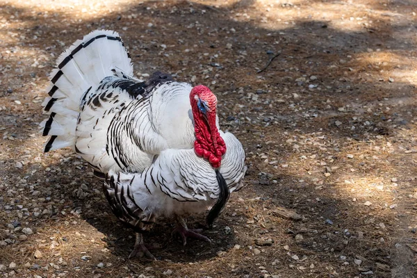 Domestic Turkey Meleagris Gallopavo Domesticus Male Domestic Turkey Sexually Displaying — Stockfoto