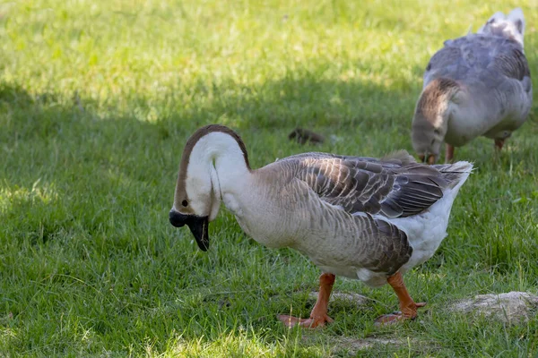 African Domestic Goose African Goose Breed Domestic Goose Derived Wild — Fotografia de Stock