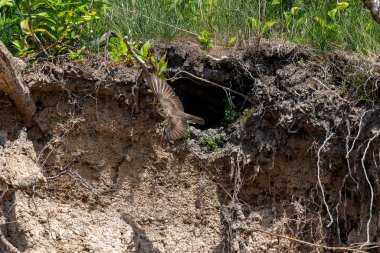 Michigan Gölü kıyısındaki kum martini (Riparia riparia). 
