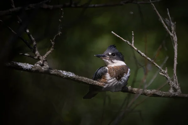 Belted Kingfisher Megaceryle Alcyon Parque Estatal Wisconsin Belted Kingfisher Mascota — Foto de Stock