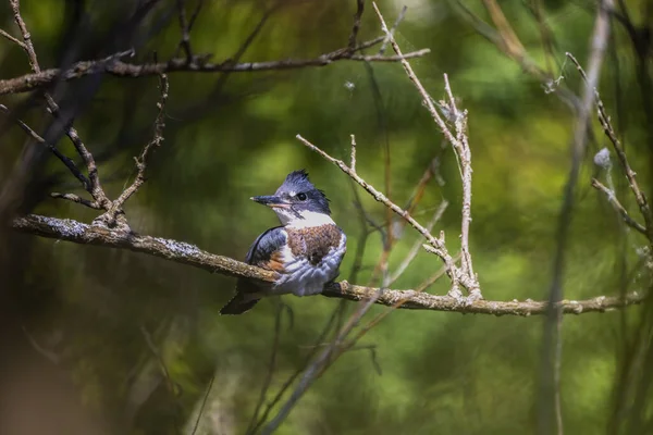 Belted Kingfisher (Megaceryle alcyon) in Wisconsin state park.  Belted kingfisher is the official mascot of UIUC in Illinois.