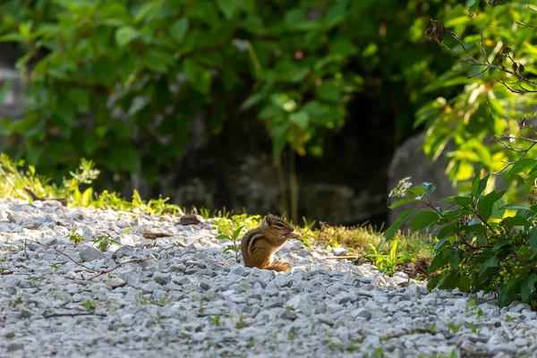 The young eastern chipmunk (Tamias striatus) . Is a chipmunk species found in eastern North America
