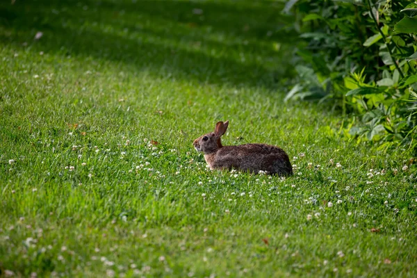 Восточный Кролик Sylvilagus Floridanus Дикий Равит Лугу Висконсине — стоковое фото
