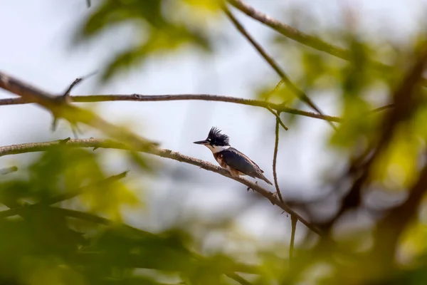 Ζώνη Kingfisher Megaceryle Alcyon Στο Wisconsin State Park Belted Kingfisher — Φωτογραφία Αρχείου