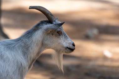The American and African Pygmy goat is an American breed of achondroplastic goat.