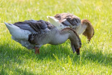 Domestic goose. Toulouse Geese.Toulouse Geese originate from the countryside around the city of Toulouse in  France. The Toulouse is a popular goose and good specimens can sell for high prices