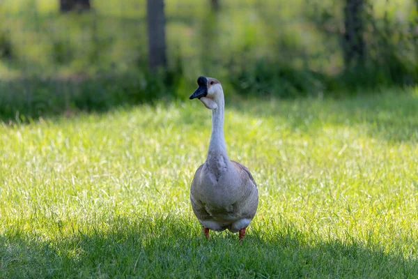 African Domestic Goose African Goose Breed Domestic Goose Derived Wild — Fotografia de Stock