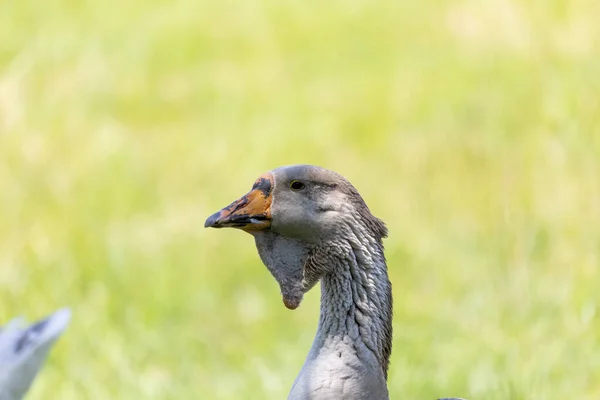 Ganso Doméstico Toulouse Geese Toulouse Gansos São Originários Campo Torno — Fotografia de Stock