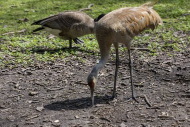 Kum tepesi vinci (Antigone canadensis). Amerikan yerlisi kuş Kuzey Amerika 'nın büyük bir turna türü. 