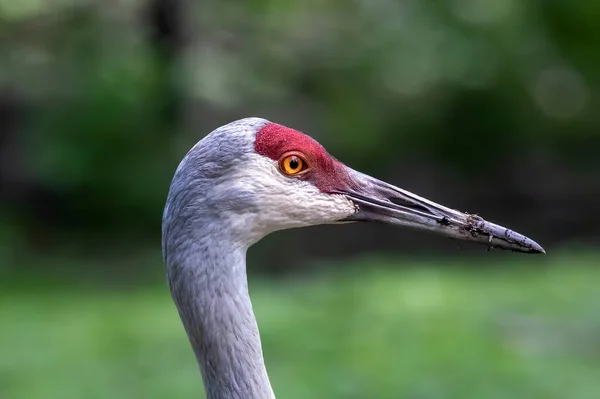 Żuraw Sandhill Antigone Canadensis Rdzenny Amerykański Ptak Gatunek Dużego Żurawia — Zdjęcie stockowe