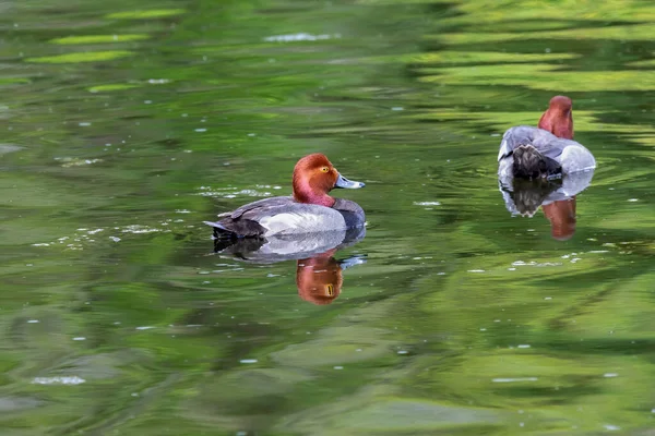 Male Redhead Aythya Americana North American Waterfowl Americam Migration Bird — Foto de Stock