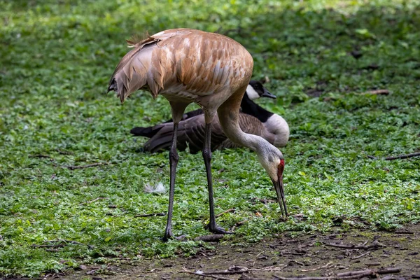 Grúa Arenisca Antigone Canadensis Pájaro Nativo Americano Una Especie Grulla —  Fotos de Stock