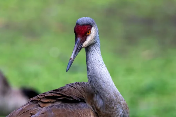 Grúa Arenisca Antigone Canadensis Pájaro Nativo Americano Una Especie Grulla — Foto de Stock