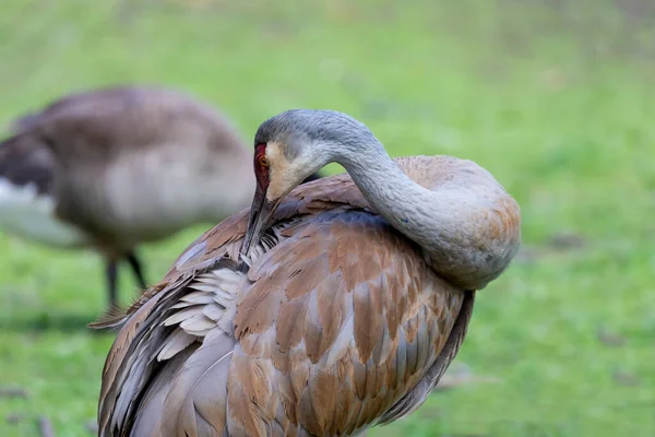 Guindaste Antigone Canadensis Aves Nativas Americanas Uma Espécie Grande Guindaste — Fotografia de Stock