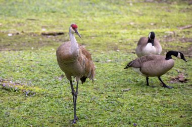 The sandhill crane(Antigone canadensis) . Native American bird a species of large crane of North America 