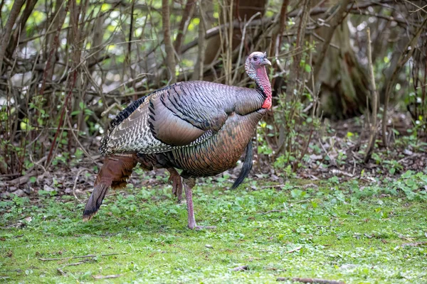 Дикая Индейка Meleagris Gallopavo Птица Обитающая Северной Америке — стоковое фото