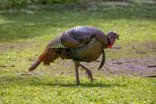 Yabani hindi (Meleagris dörtnala). Kuzey Amerika 'ya özgü bir kuş..