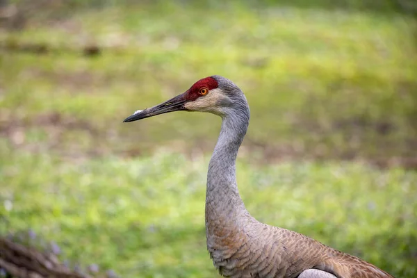Sandhill Crane Antigone Canadensis Native American Bird Species Large Crane — Fotografia de Stock