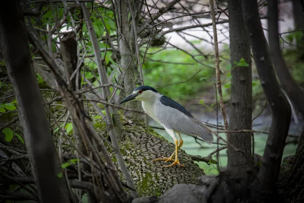 Siyah taçlı gece balıkçıl (Nycticorax nycticorax) 