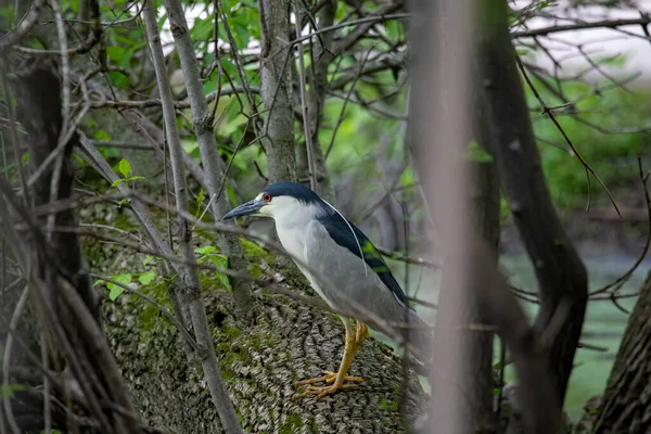 Héron Nuit Nycticorax Nycticorax — Photo