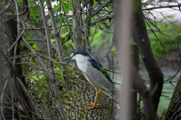 Noční Volavka Černou Korunou Nycticorax Nycticorax — Stock fotografie