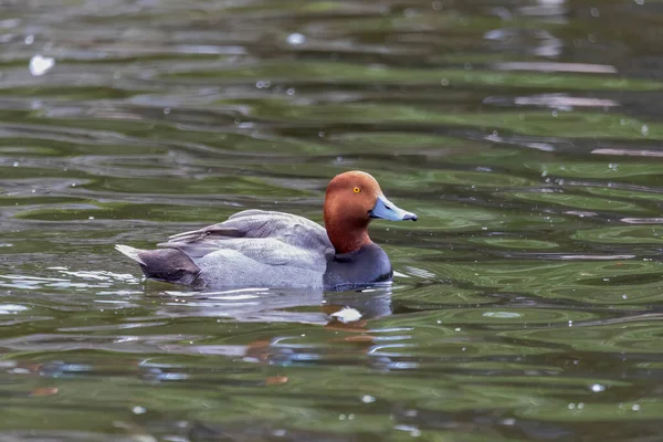 Male Redhead Aythya Americana North American Waterfowl Americam Migration Bird — ストック写真