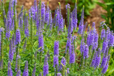 Çivili Speedwell (Veronica Spicata), uzun ömürlü mavi menekşeli çiçekleri olan bir daimi bakım ürünüdür.