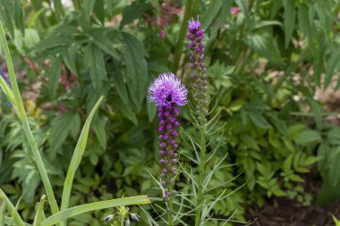 The dense blazing star (Liatris spicata) or prairie feather. Herbaceous perennial flowering plant native to eastern North America  clipart