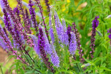 Çivili Speedwell (Veronica Spicata), uzun ömürlü mavi menekşeli çiçekleri olan bir daimi bakım ürünüdür.