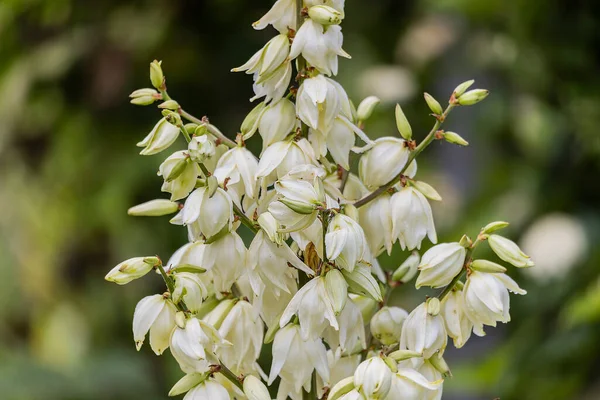 Yucca Flowering Plant Yucca Filamentosa Native Southeastern United States Grows — Foto de Stock
