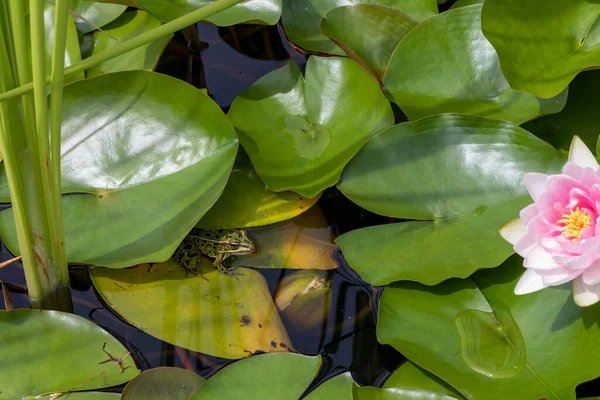 Northern Leopard Frog Lithobates Pipiens Rana Pipiens American Native Animal — ストック写真